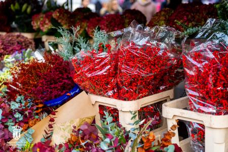 Imagen 005-006 Flores-18