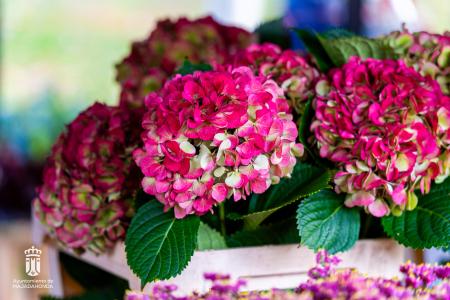 Imagen 005-006 Flores-12