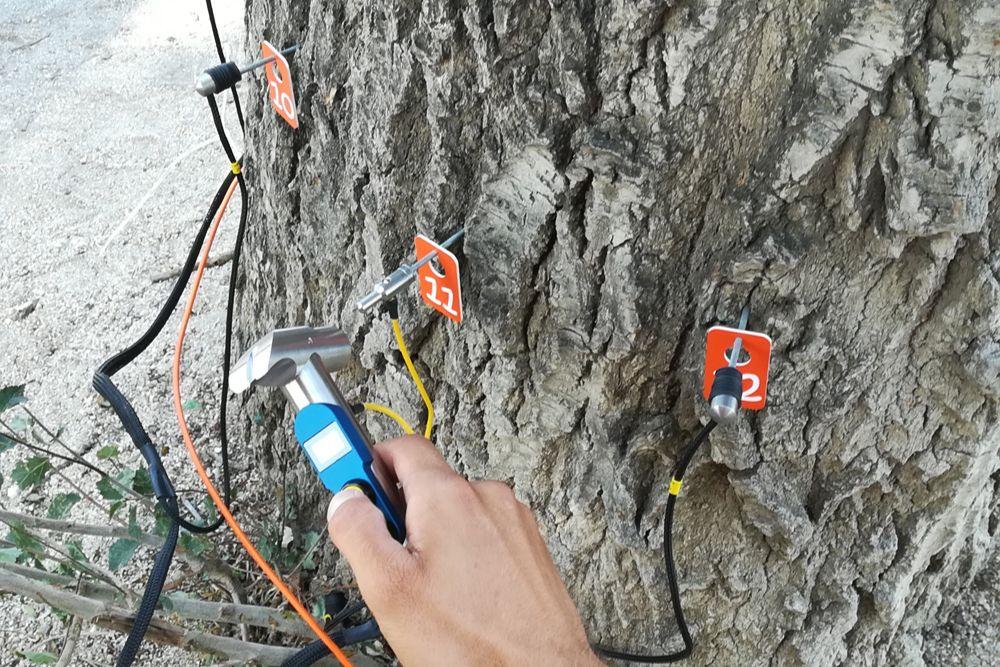 Imagen El 99% de los árboles de Majadahonda se encuentran en una situación “ampliamente aceptable”