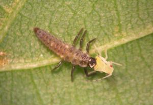 Imagen Productos ecológicos y suelta de insectos depredadores para combatir al pulgón en Majadahonda