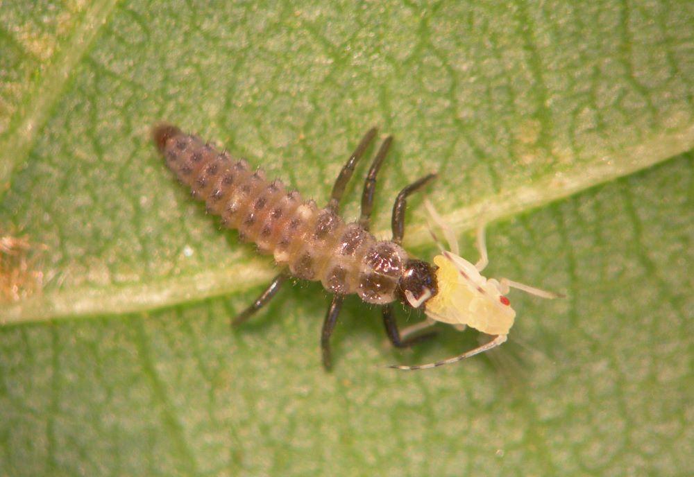 Imagen Productos ecológicos y suelta de insectos depredadores para combatir al pulgón en Majadahonda
