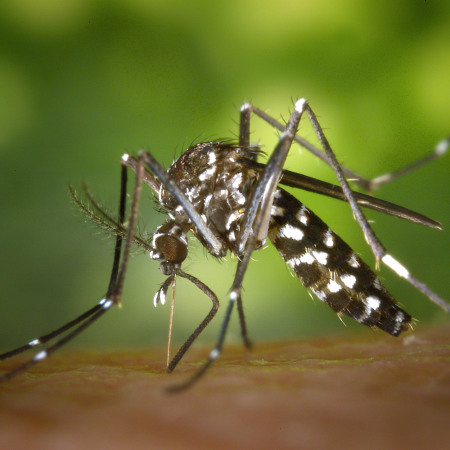 Imagen El Ayuntamiento recuerda los consejos básicos para prevenir la aparición y picadura de los mosquitos tigre, con la llegada del verano