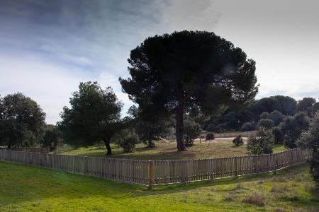 Imagen La procesionaria retrocede en el Monte del Pilar con tratamientos más respetuosos con el medio ambiente