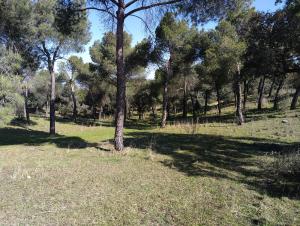 Imagen Saneadas 35 hectáreas de “La Dehesa” de Majadahonda para su mejora medioambiental y prevención de incendios