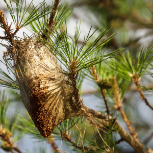 Imagen Majadahonda intensifica el control de la oruga procesionaria que este año se adelanta a la primavera 