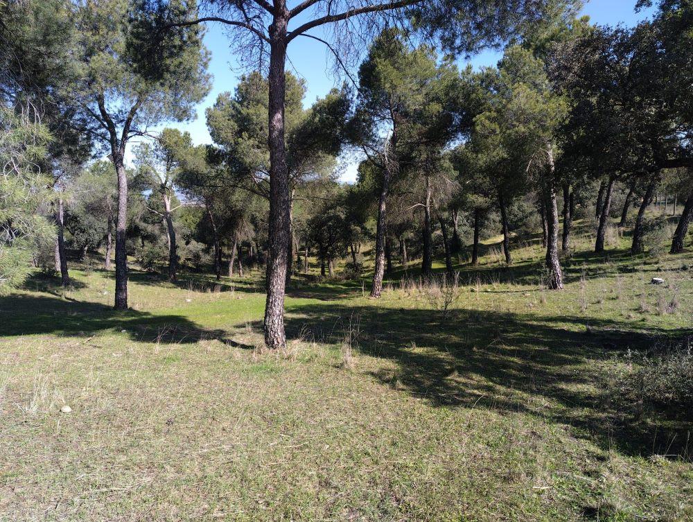 Imagen La Dehesa de Majadahonda elegida como punto de observación de fauna por la Comunidad de Madrid  
