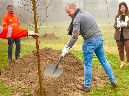 Imagen El Ayuntamiento planta 50 olmos resistentes a la grafiosis en parques de Majadahonda