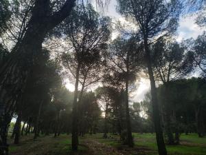 Imagen El Ayuntamiento invierte 27.000 € en podas en el Monte del Pilar