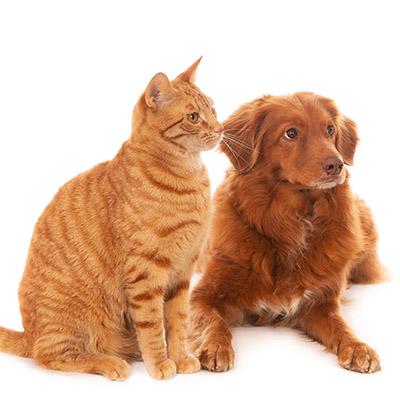 Imagen Bendición de Animales en la Parroquia de Santa Catalina