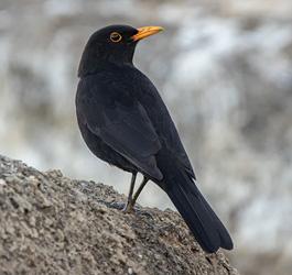 Imagen Blackbird (The Beatles) — Coro Infantil (26/12/2020)