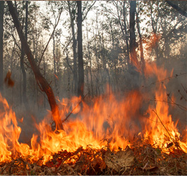 Imagen Prevención de incendios forestales