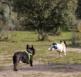 Imagen Área canina con circuito de Agility