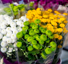 Imagen Flores y plantas